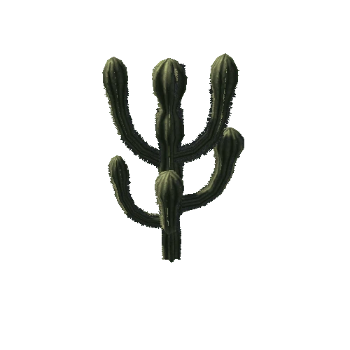 Cactus 03